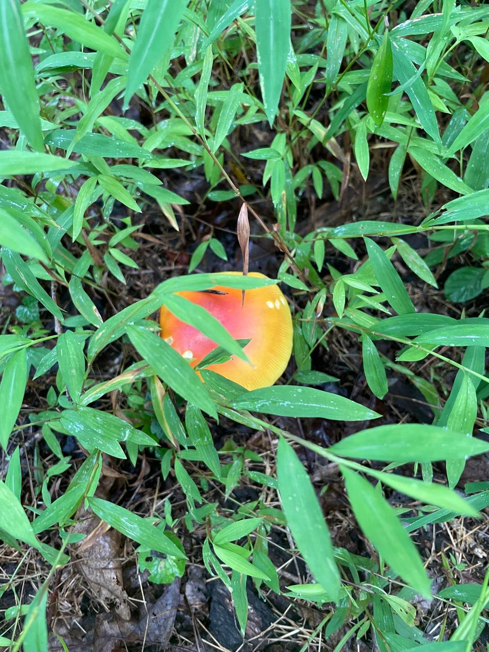 mushroom-14