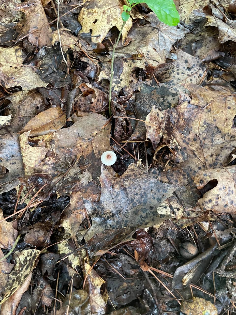 mushroom-04