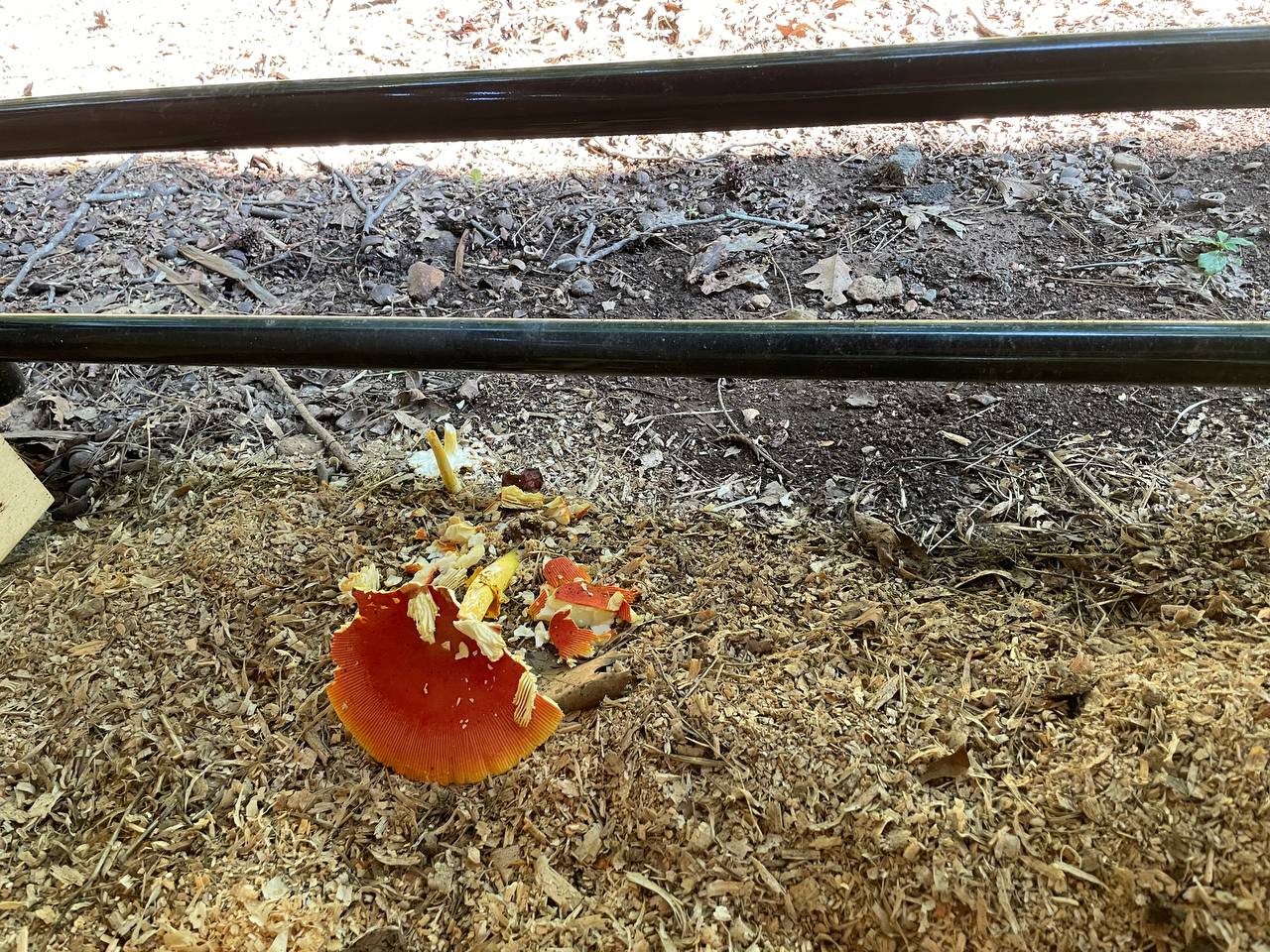 mushroom-01