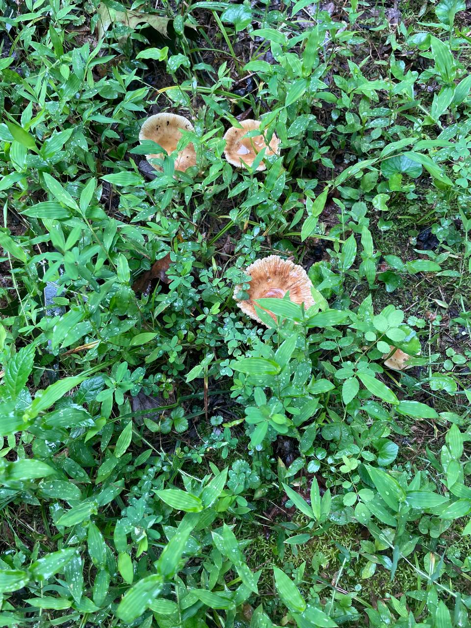 mushroom-03