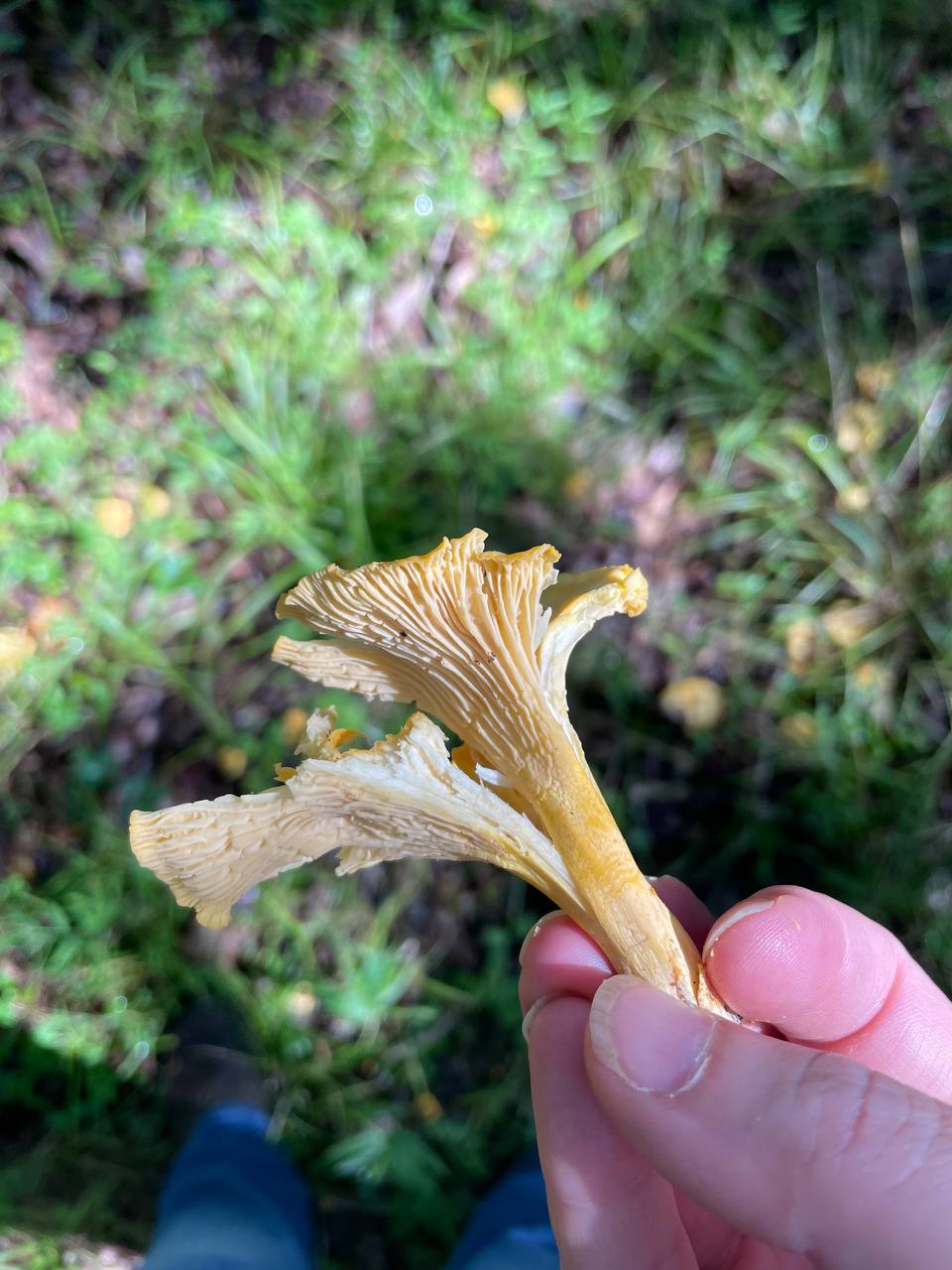 chanterelle-underside-2