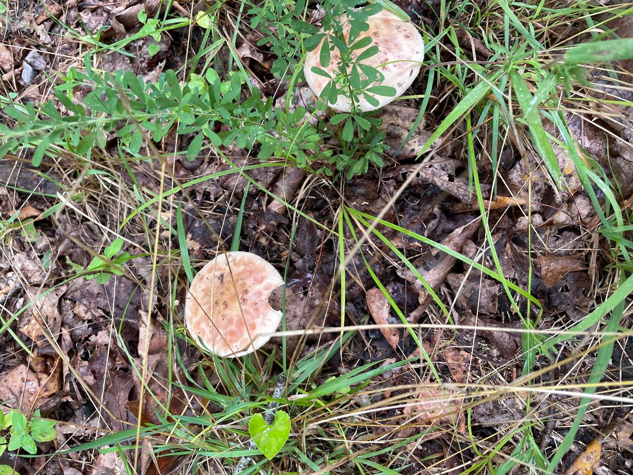 mushroom-06
