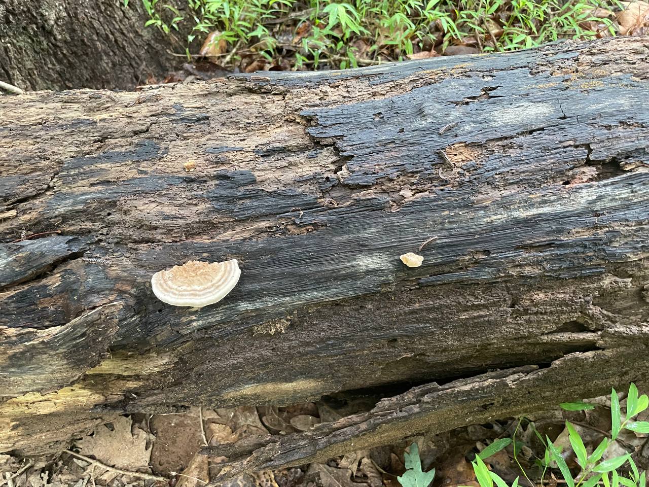 mushroom-07