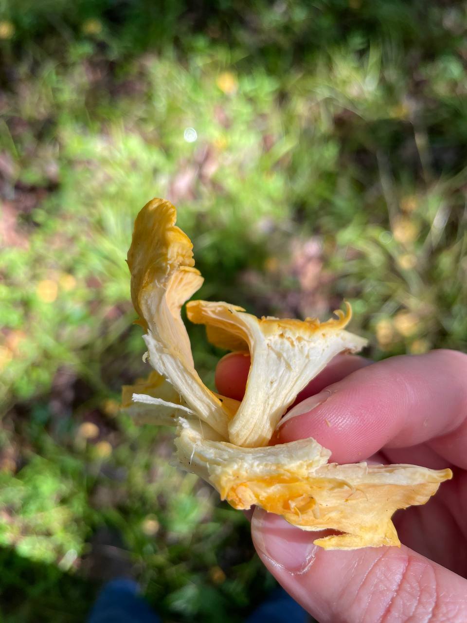 chanterelle-underside-1