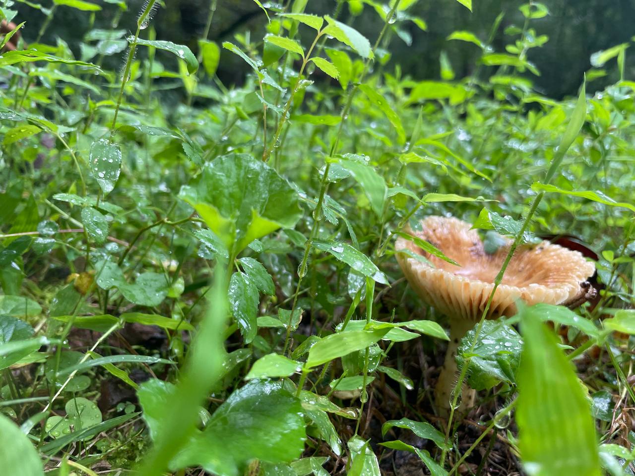 mushroom-10