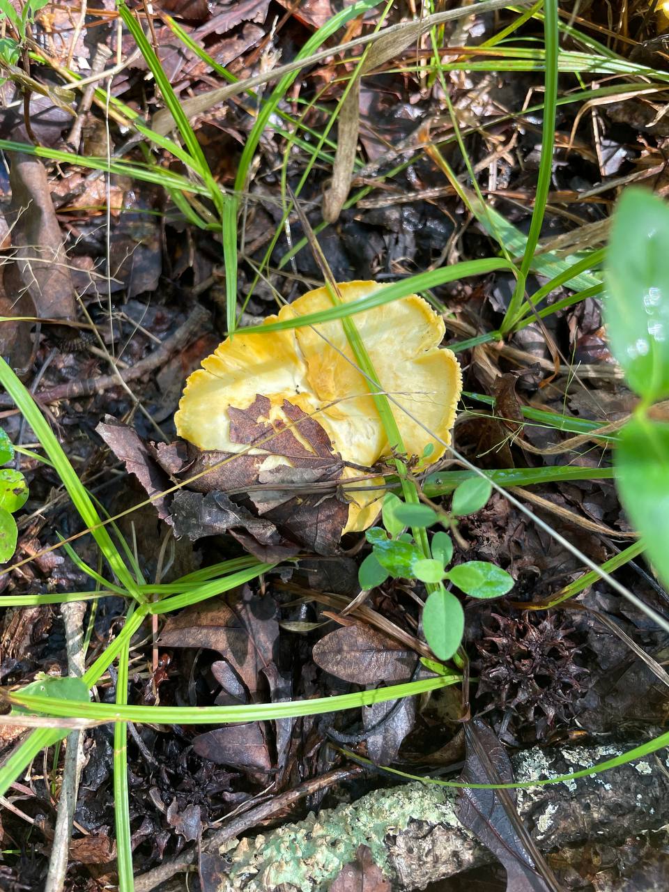 chanterelle-closeup
