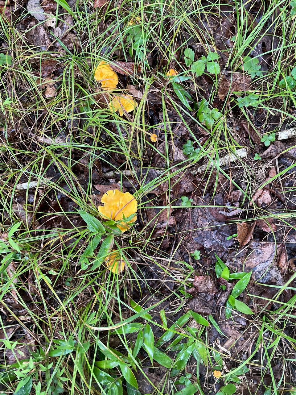 chanterelle-patch