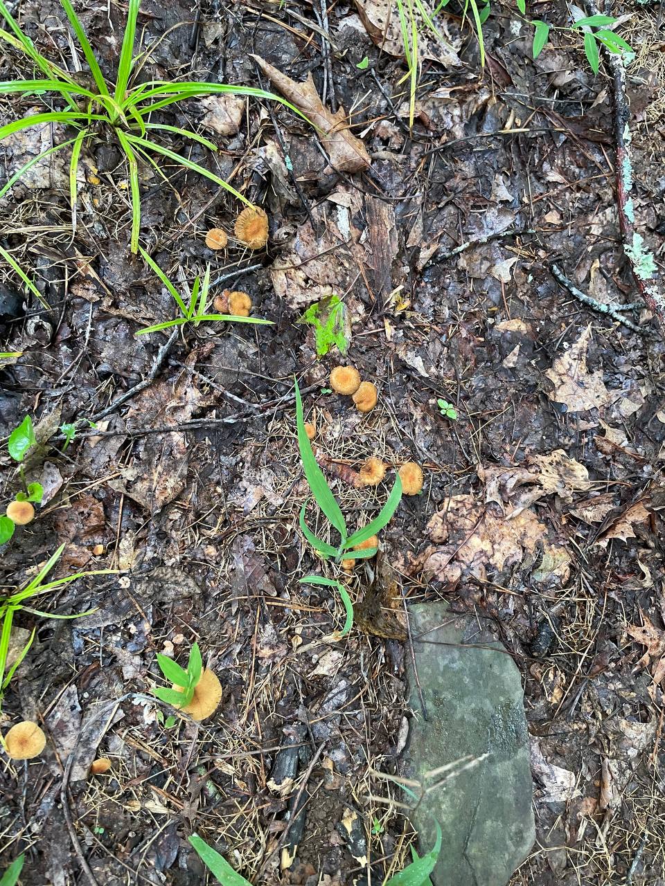 mushroom-11