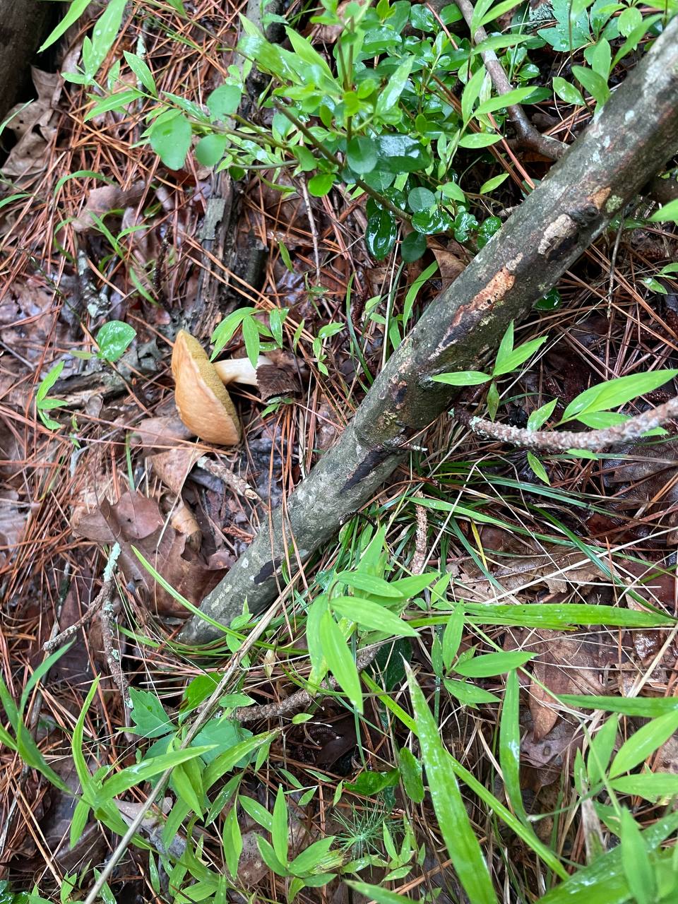 mushroom-12
