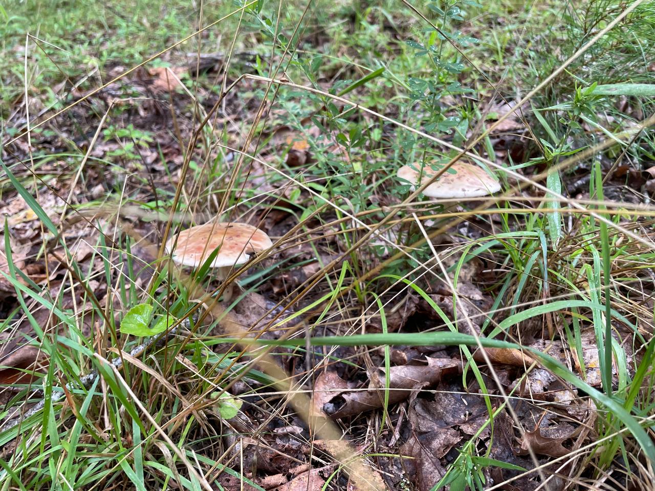 mushroom-13