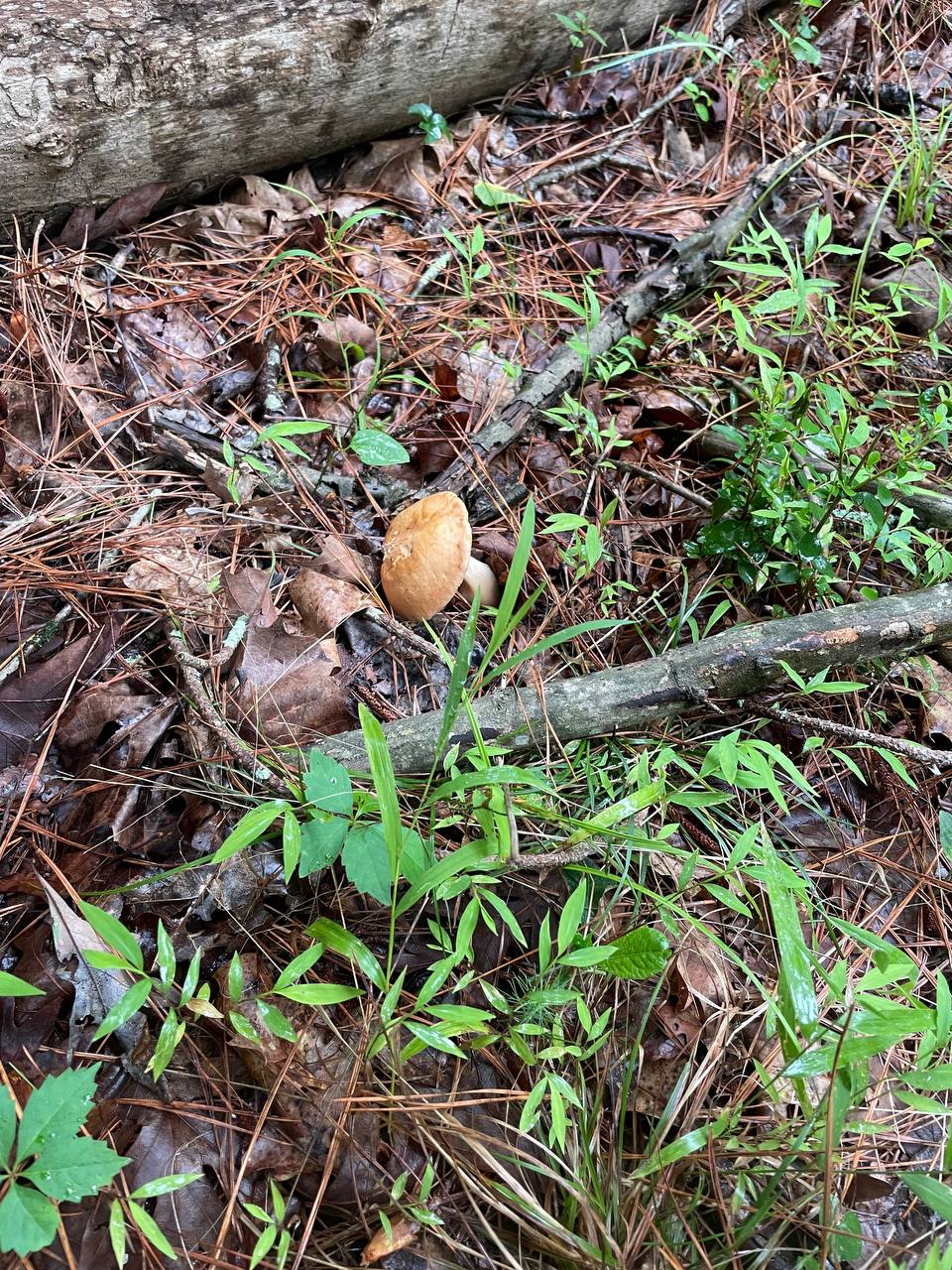 mushroom-15
