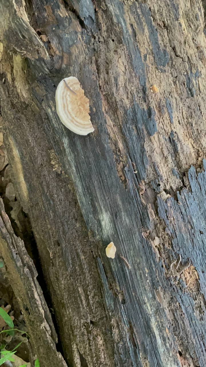 mushroom-17