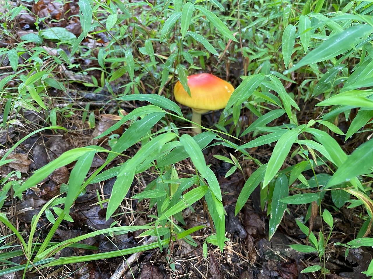 mushroom-18