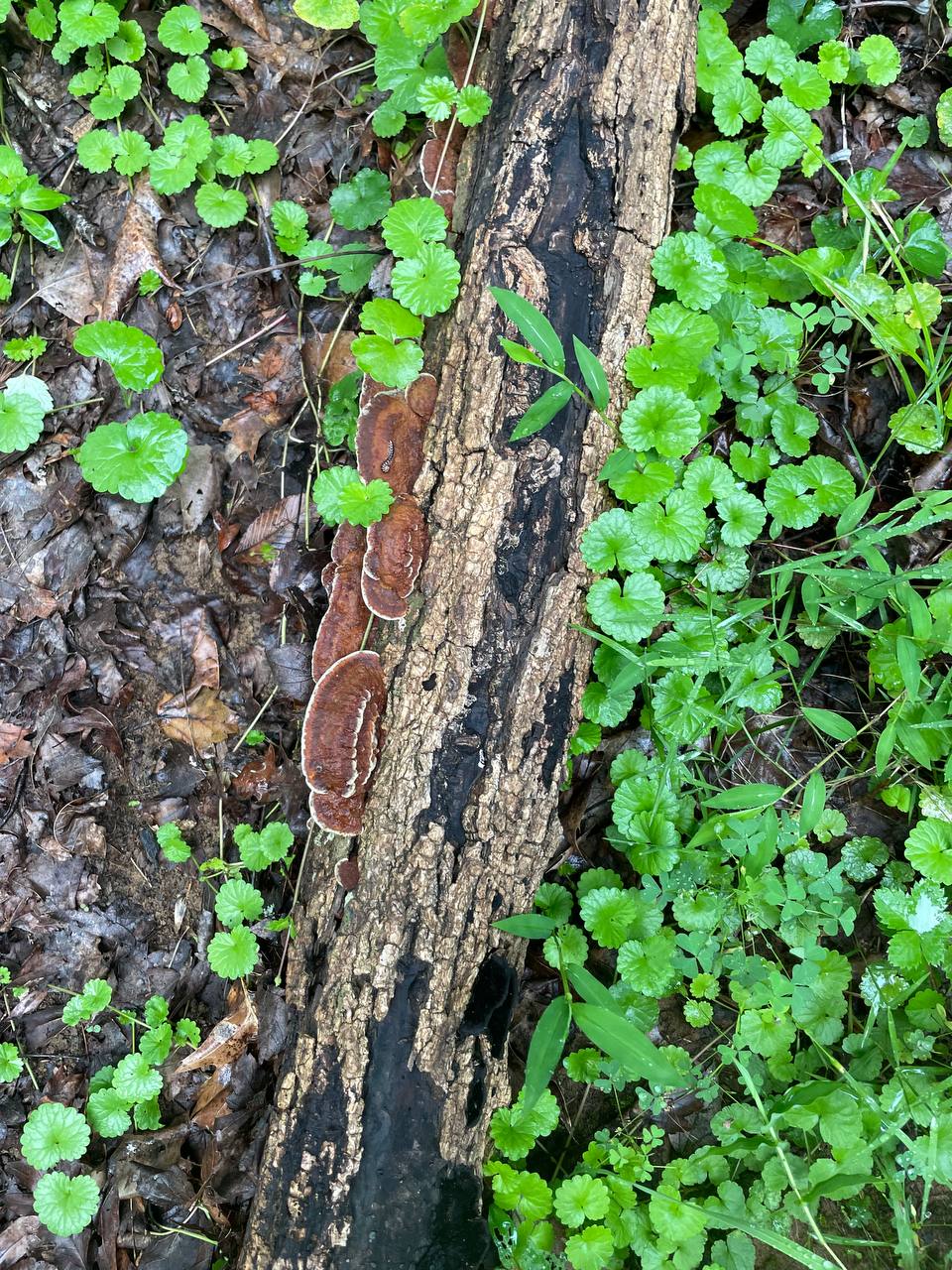 mushroom-19