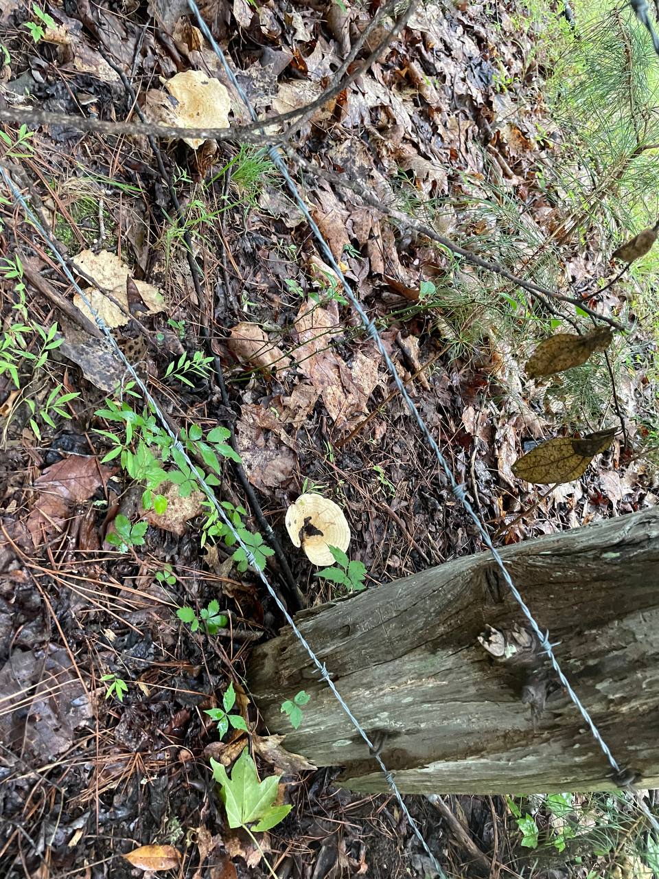 mushroom-22