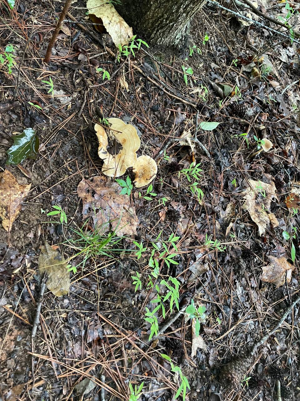 mushroom-23
